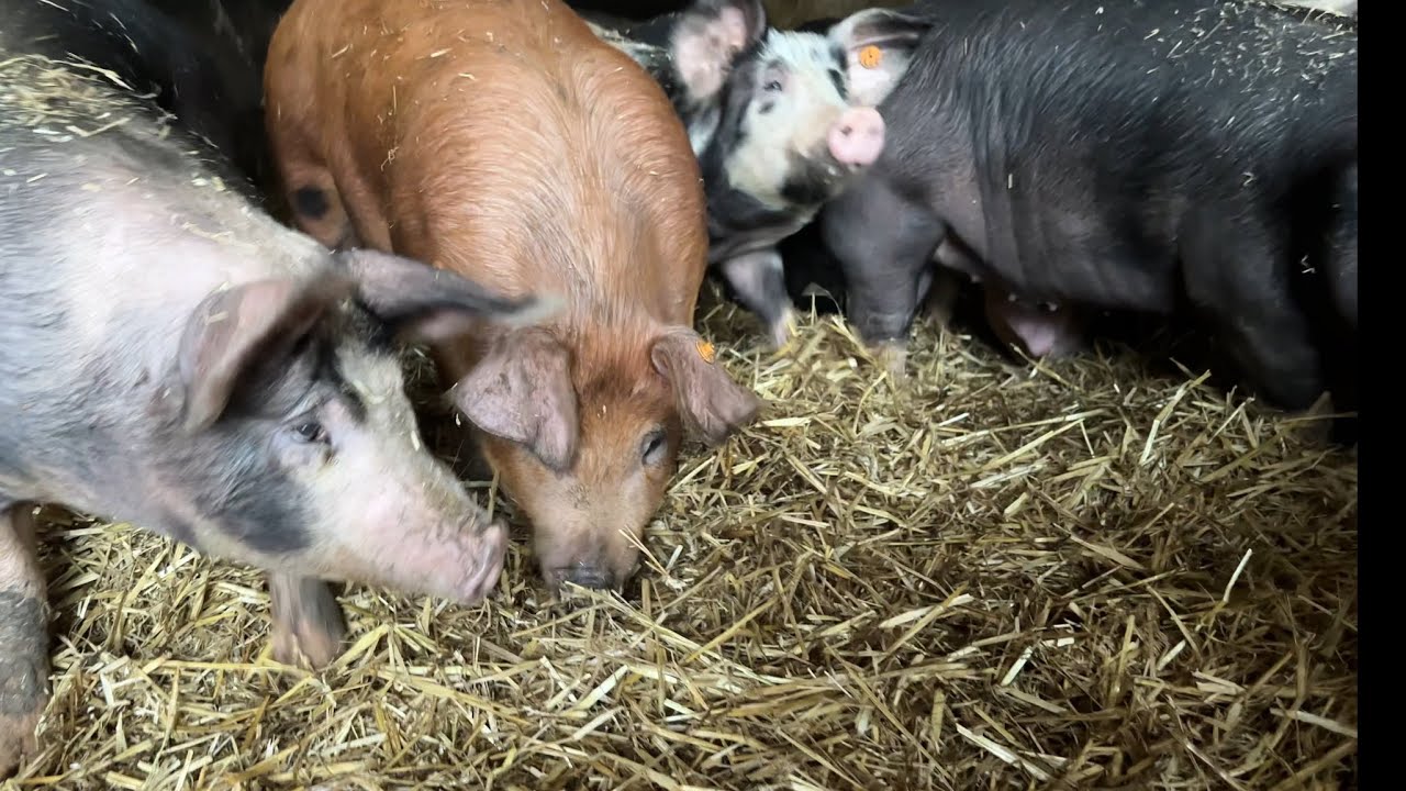 Może i cena zboża jest niska ale za to cena trzody też wysoka nie jest 
