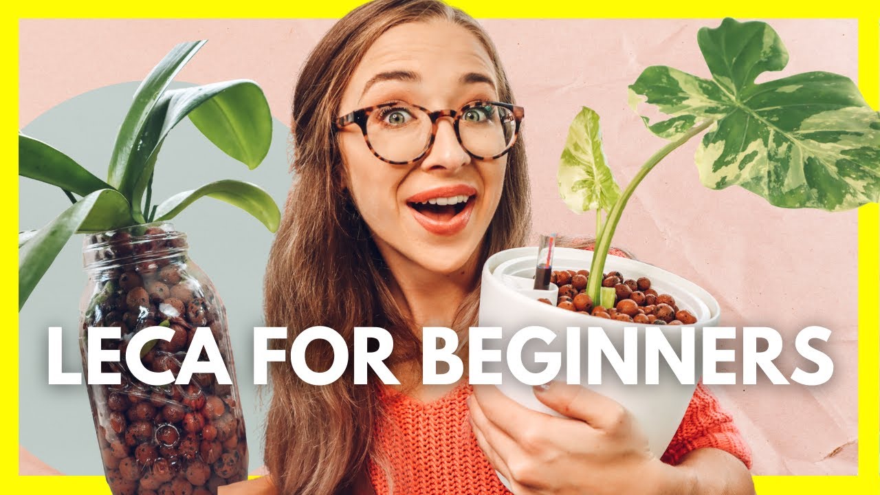 How to convert all your houseplants to LECA (Passive/Semi-Hydroponics)