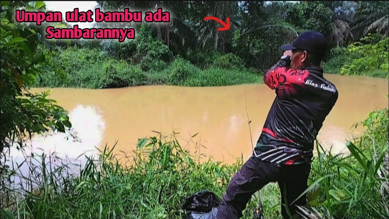Mancing di sungai air keruh umpan ulat bambu 