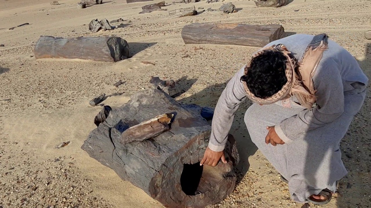 شاهد ماذا يوجد في الصحراء المصريه  شي لايصدق ¡¡¡ اشجار متحجره