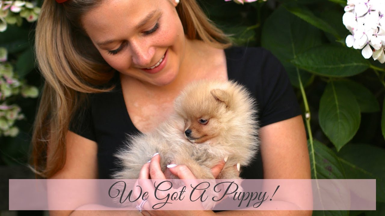 We got a Puppy! | Tiny Pomeranian | Mrs Katie Heath