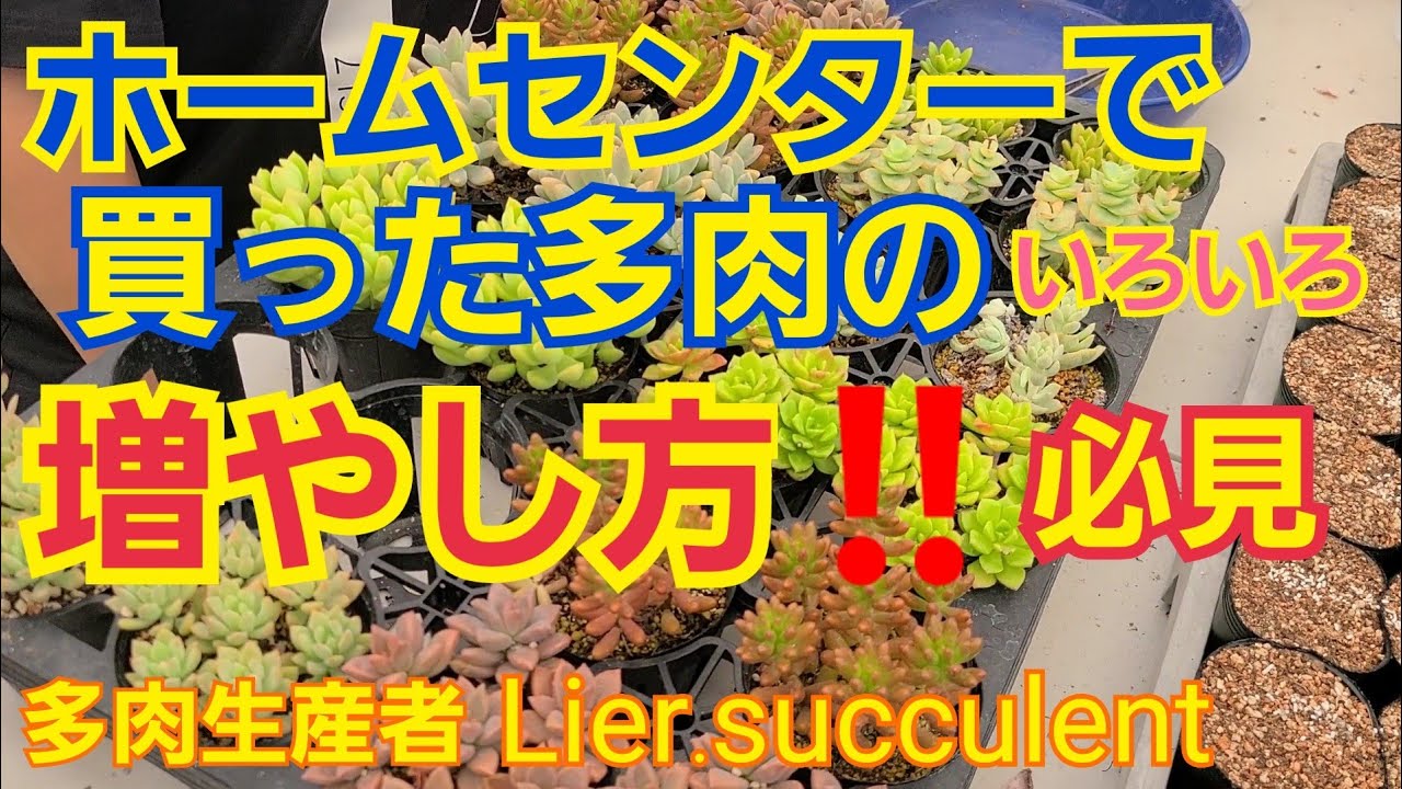 【多肉植物】【ガーデニング】ホームセンターで買った虹の玉、ブロンズ姫など多肉の増やし方‼️2022年8月22日