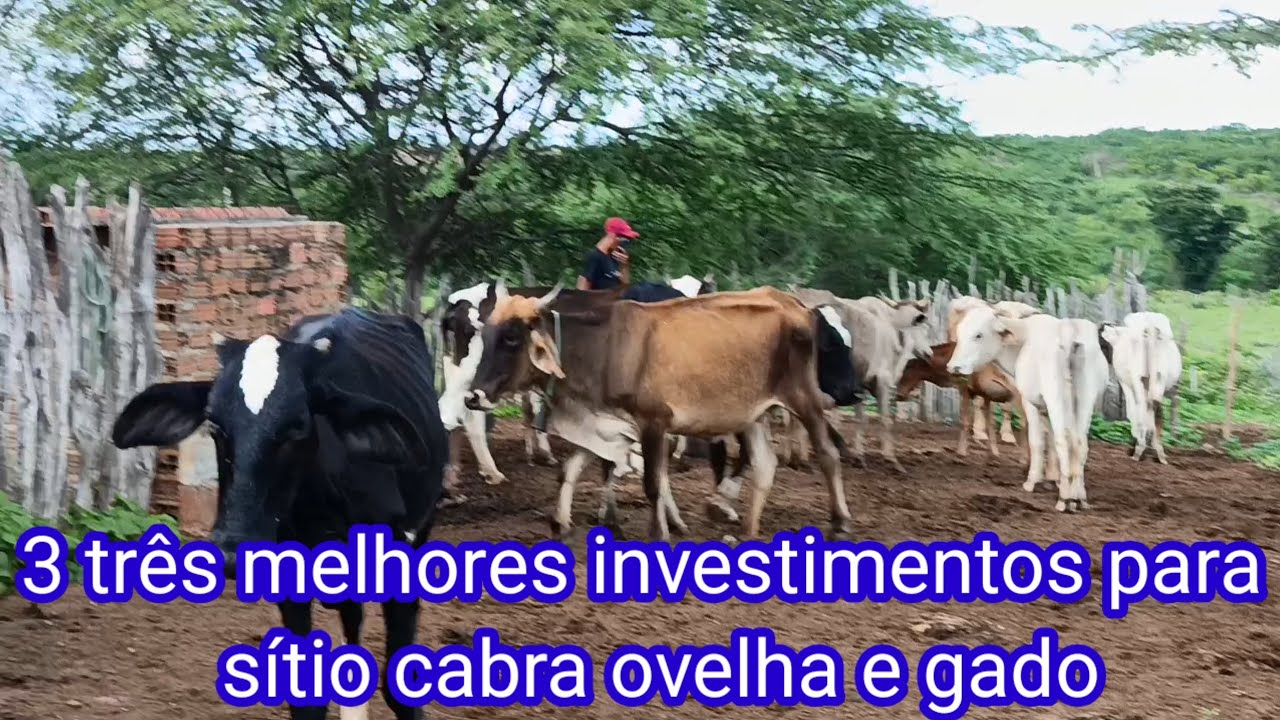 Comece com esses três investimentos cabra ovelha e vaca