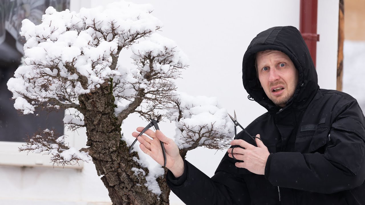 Bonsai FREAK out of season