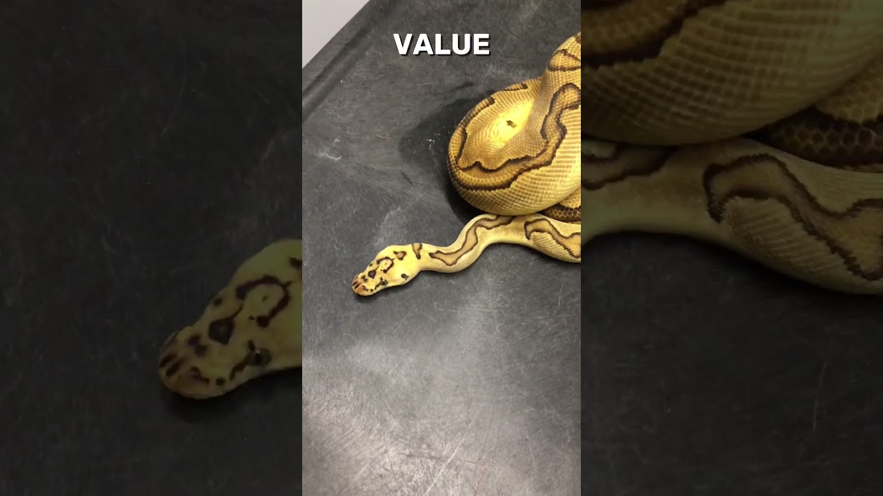 Ball Python Breeding And Stock Market Bubbles #shorts
