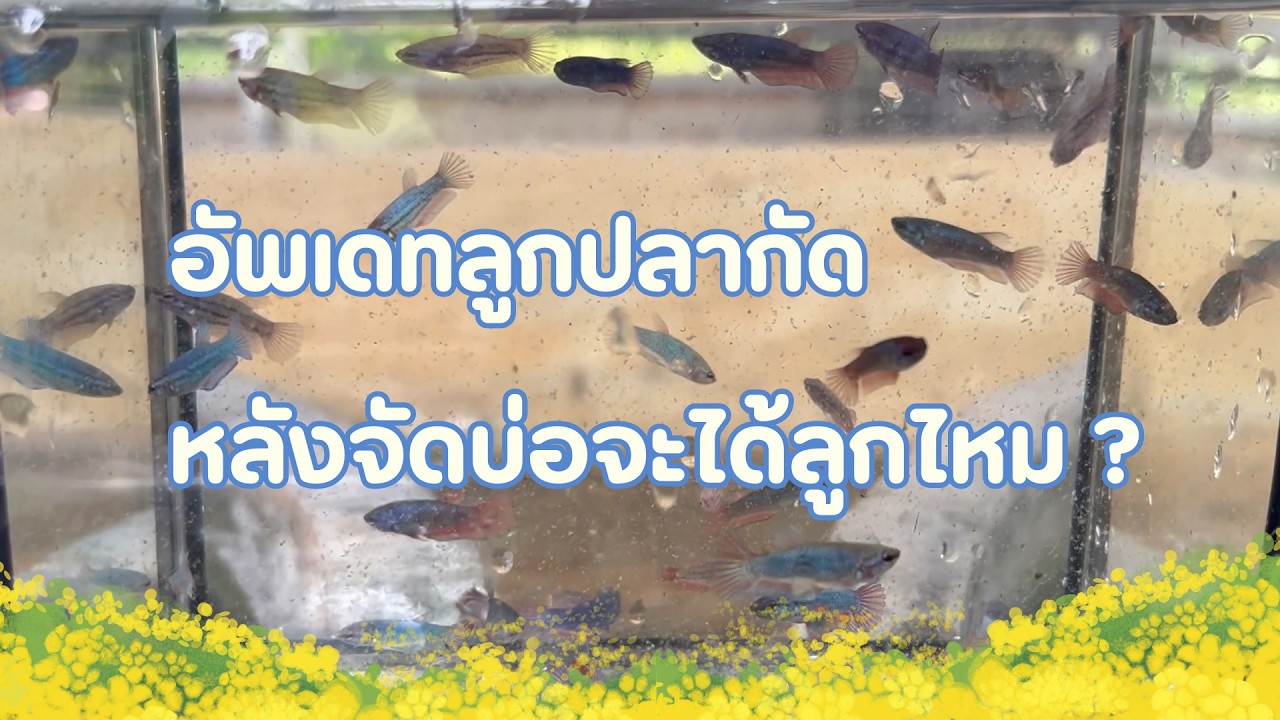 ลูกปลากัดแรกเกิดหน้าตาเป็นยังไง ??