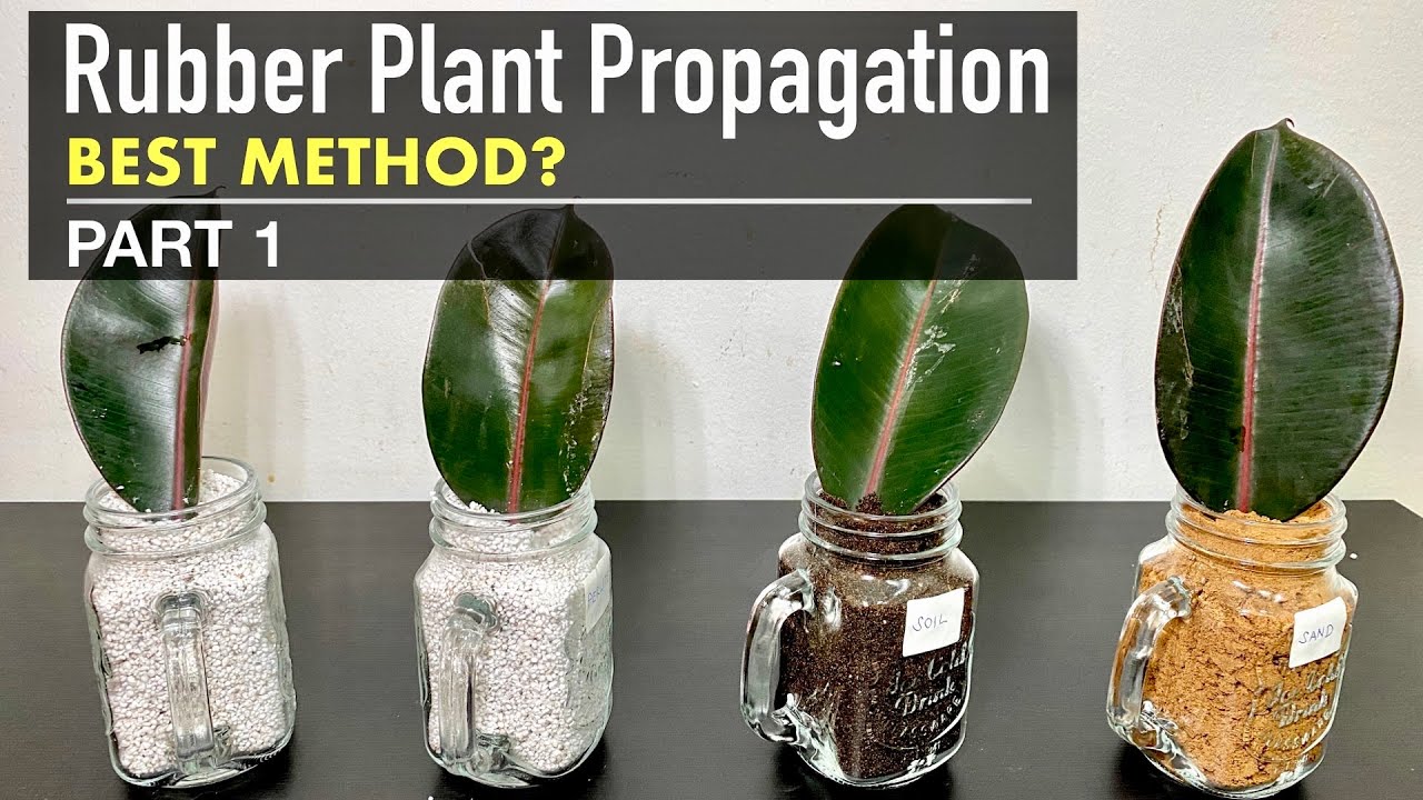 Rubber Plant Propagation Experiment |Best Growing Medium in Box Propagation? | PART 1