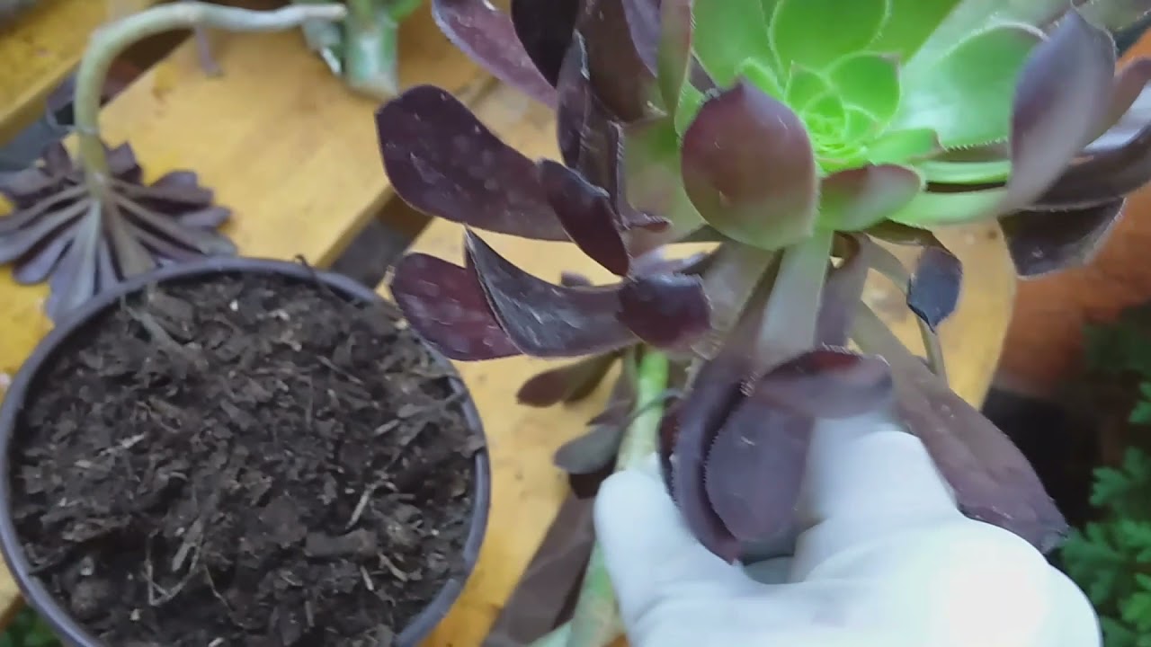 Reproducción de Rosa negra por esqueje (tallo) Aeonium Arboreum