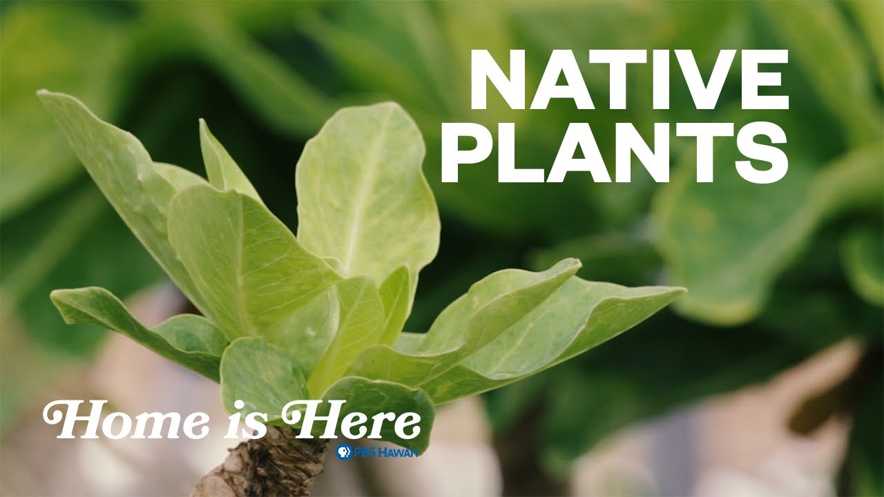 Native Hawaiian Plants | PBS HAWAIʻI