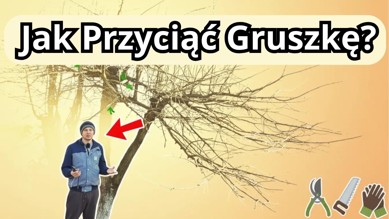 Jak przyciąć gruszę wiosną? Najważniejsze zasady cięcia