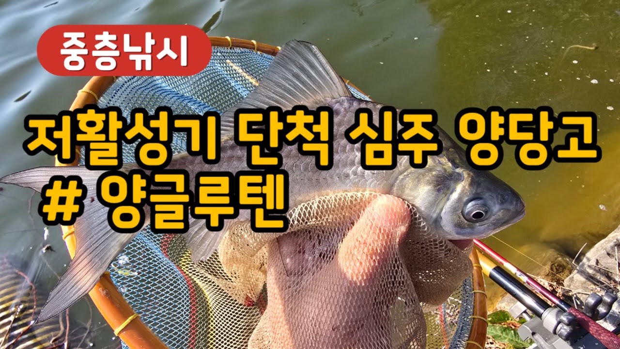 [중층낚시] 저활성기 단척 심주 양당고  # 양글루텐