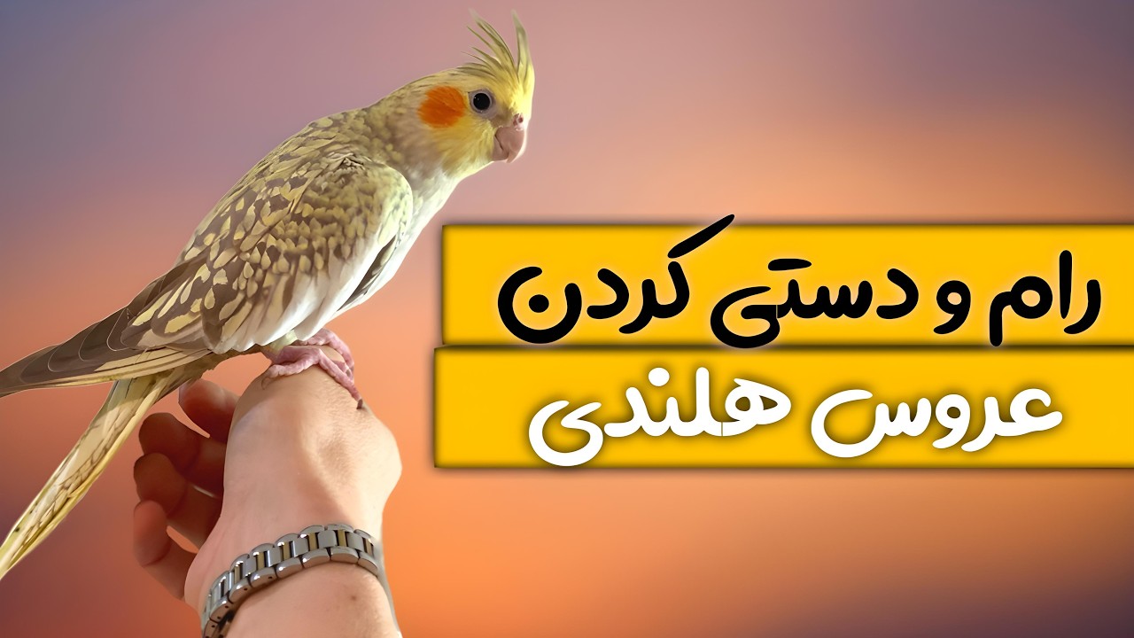 آموزش رام و دستی کردن عروس هلندی ( کامل و مرحله به مرحله )