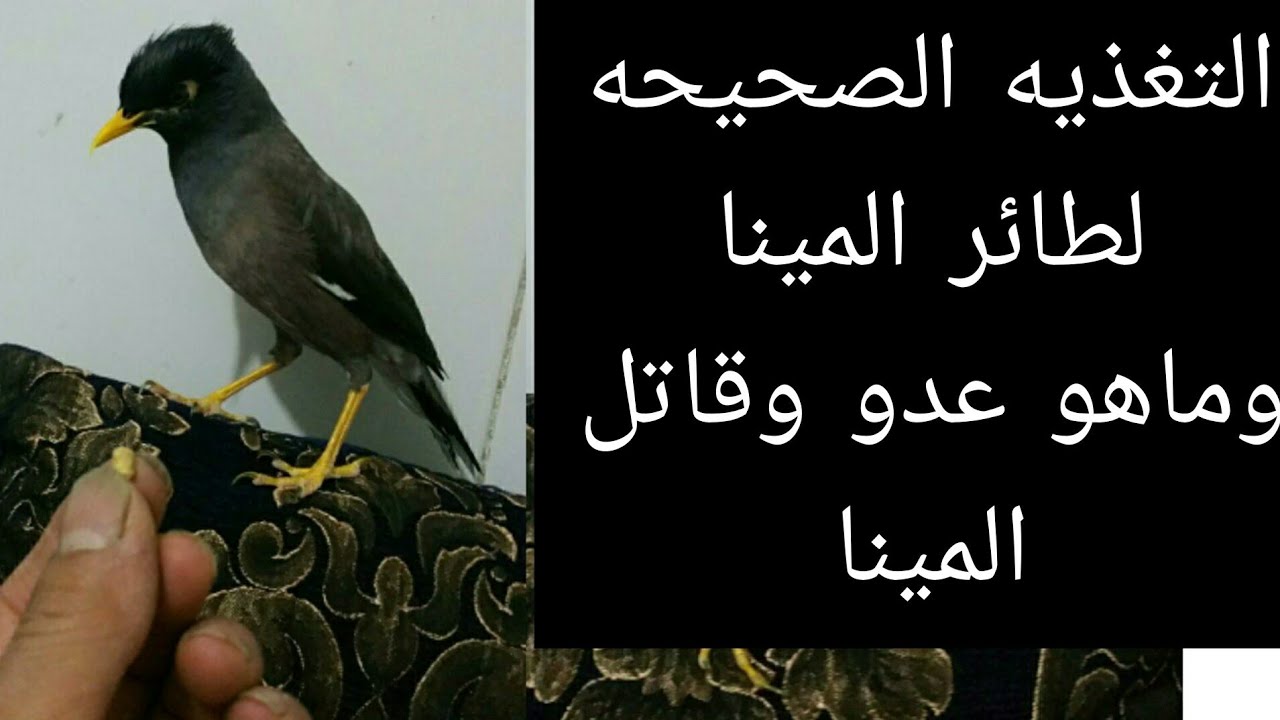 التغذيه الاصوليه👍 والصحيحه لطائر المينا وماهو العدو للمينا او الياسمين
