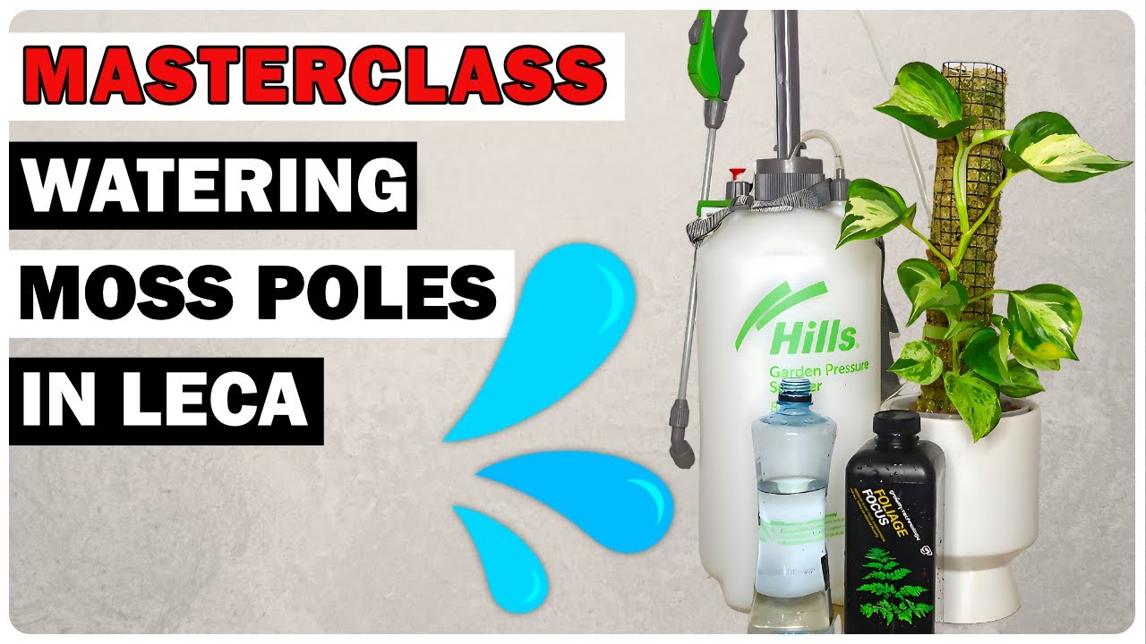 Do THIS to WATER Moss Poles in Leca - The Leca Queen