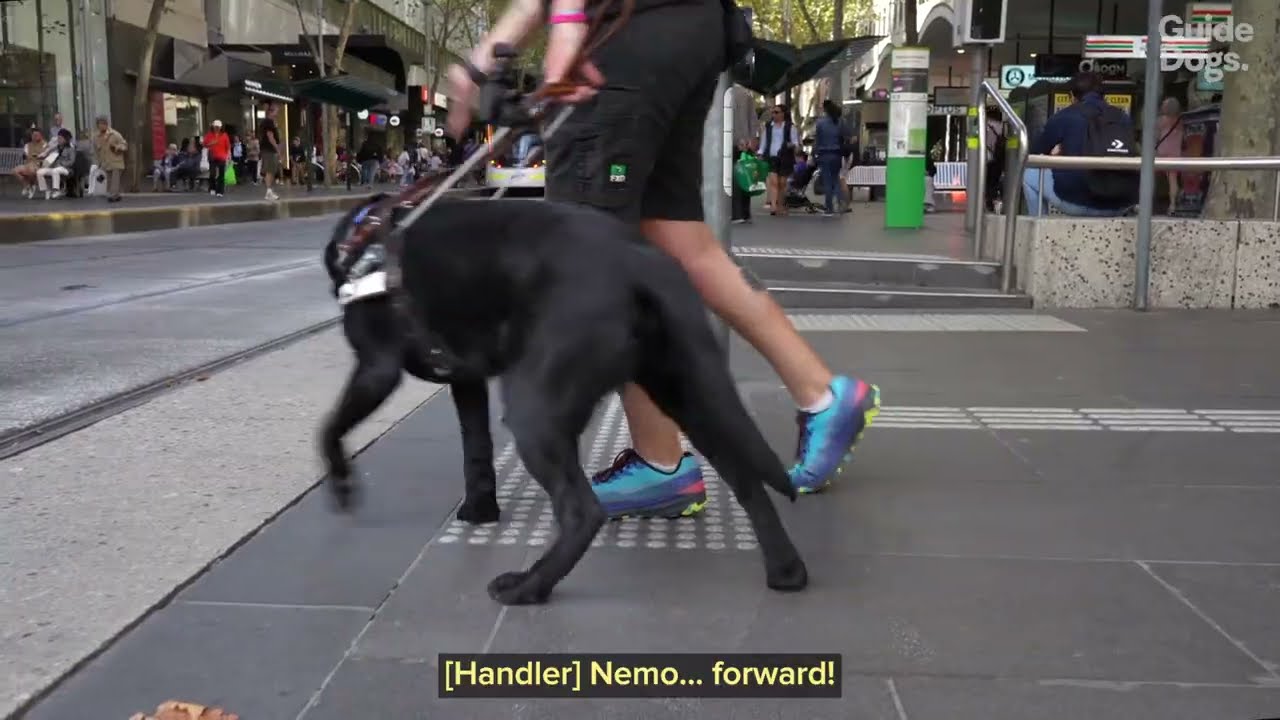 International Guide Dog Day 2025 - Built to G.U.I.D.E