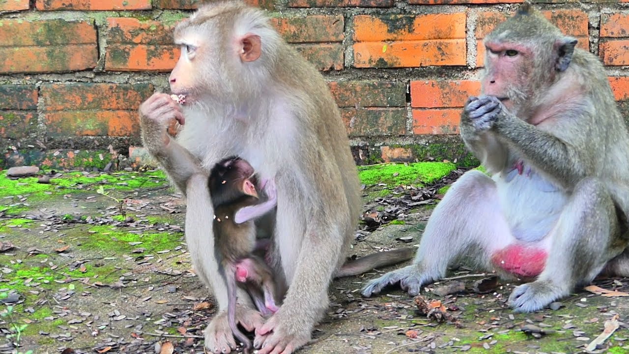 Amazing baby monkey!!!  the newborn can walk by himself - [Emma monkey TV]