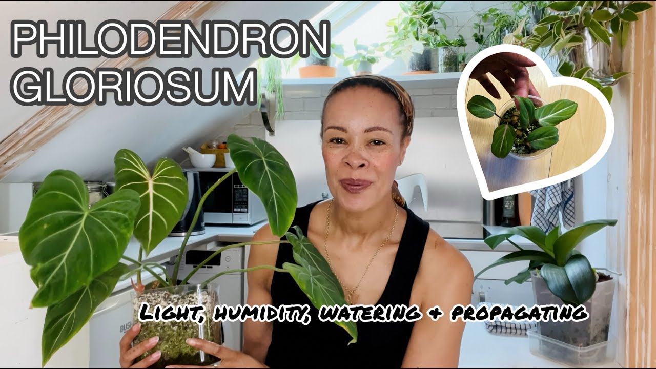 Philodendron Gloriosum Care + Propagation 🌿 | How I Keep Mine Thriving