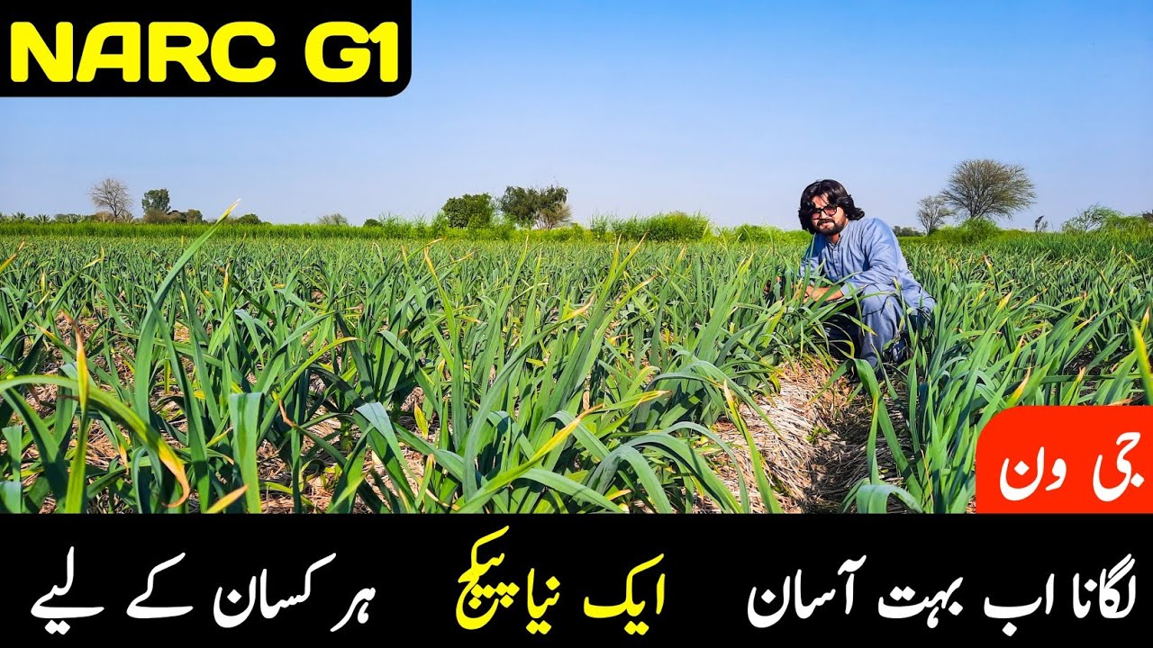 NARC G1 Garlic High Yield Variety/ G1 Lagane ka ak New Package har Farmer k liye Advance Information