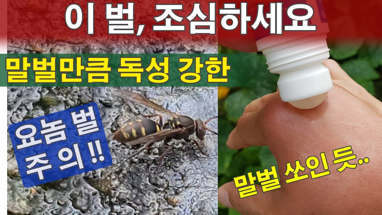 말벌만큼 위험한 벌 종류 독성 강한 벌 모습 생김새 벌 공격 대처방법 수단 벌독 위력 경험