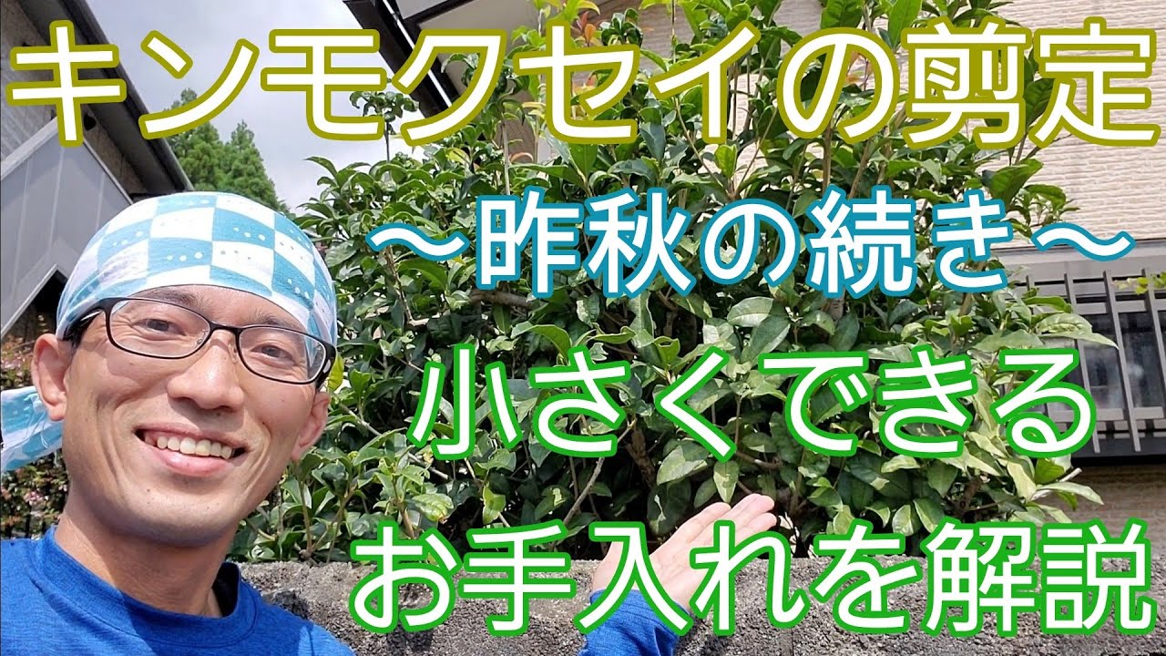 【キンモクセイの剪定②】小さく整えるお手入れを、順を追って解説☝️✌️🌳