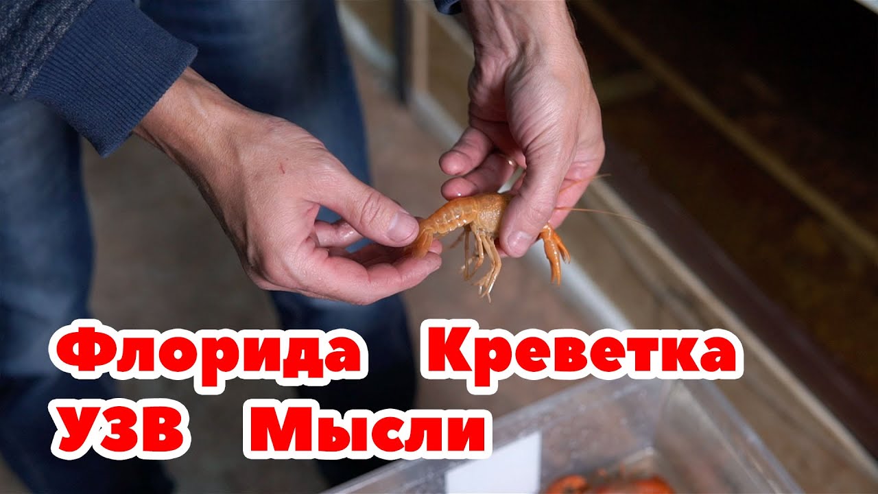 Флоридский рак. Креветка Розенберга. Про УЗВ. Мысли в слух.