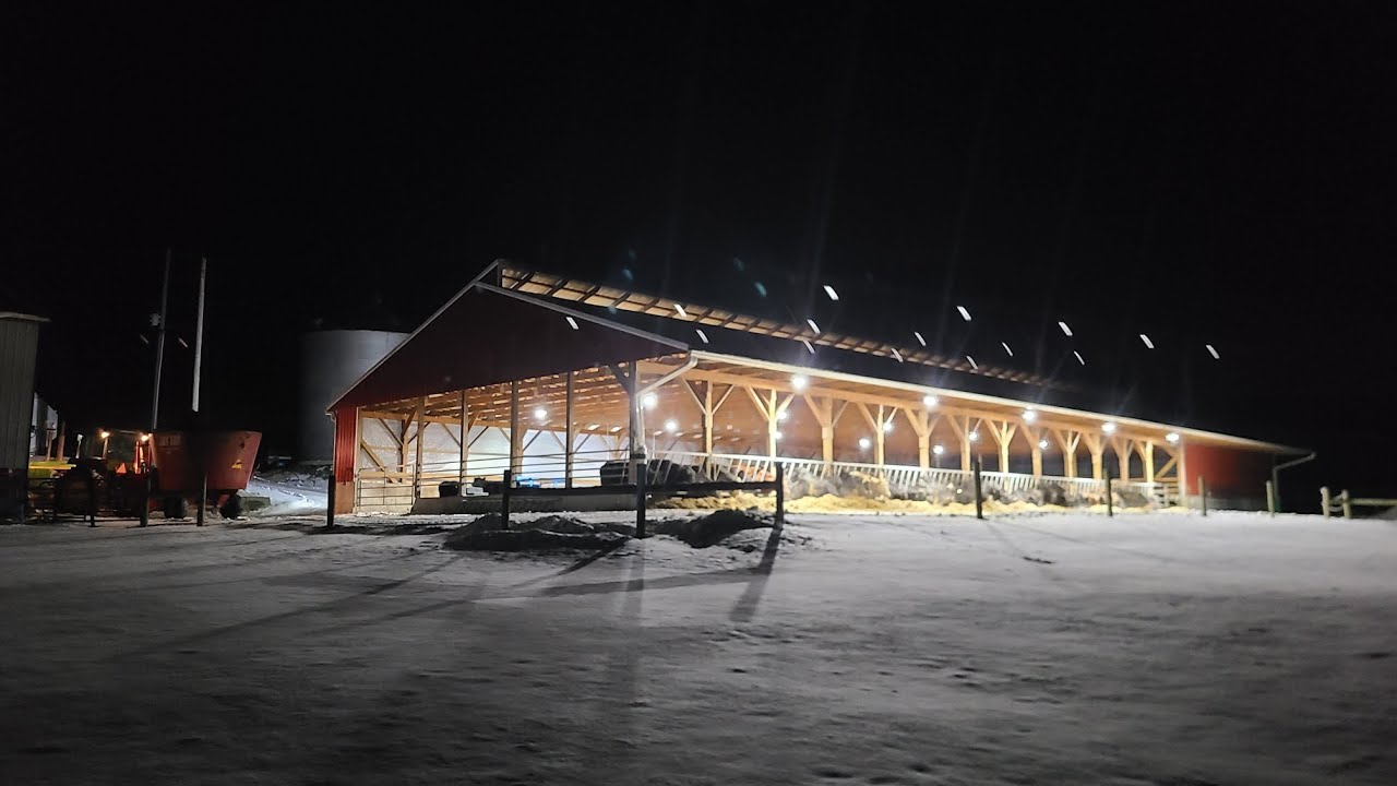 Feeding cattle on a cold, snowy evening 