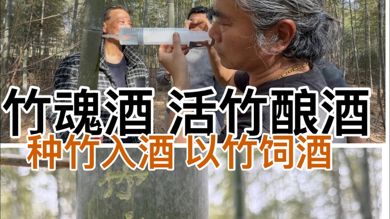 #活竹酿酒/#种酒入竹的历史最早可追溯至东汉；如今该工艺已列入#非遗。