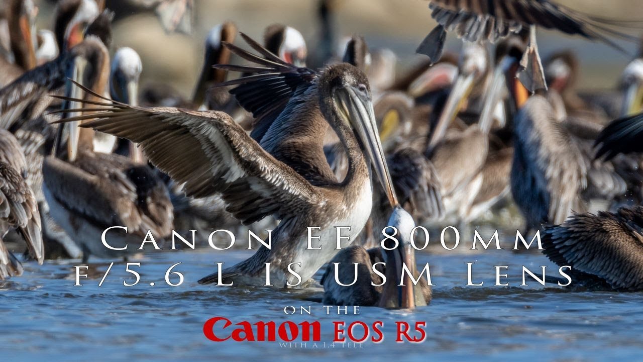 📷Malibu Lagoon - Canon R5, adapted 800mm EF lens and 1.4 tele - I blown away by how amazing this is!