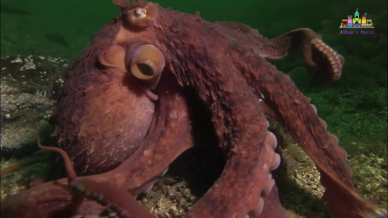 Sea animals names  for kids