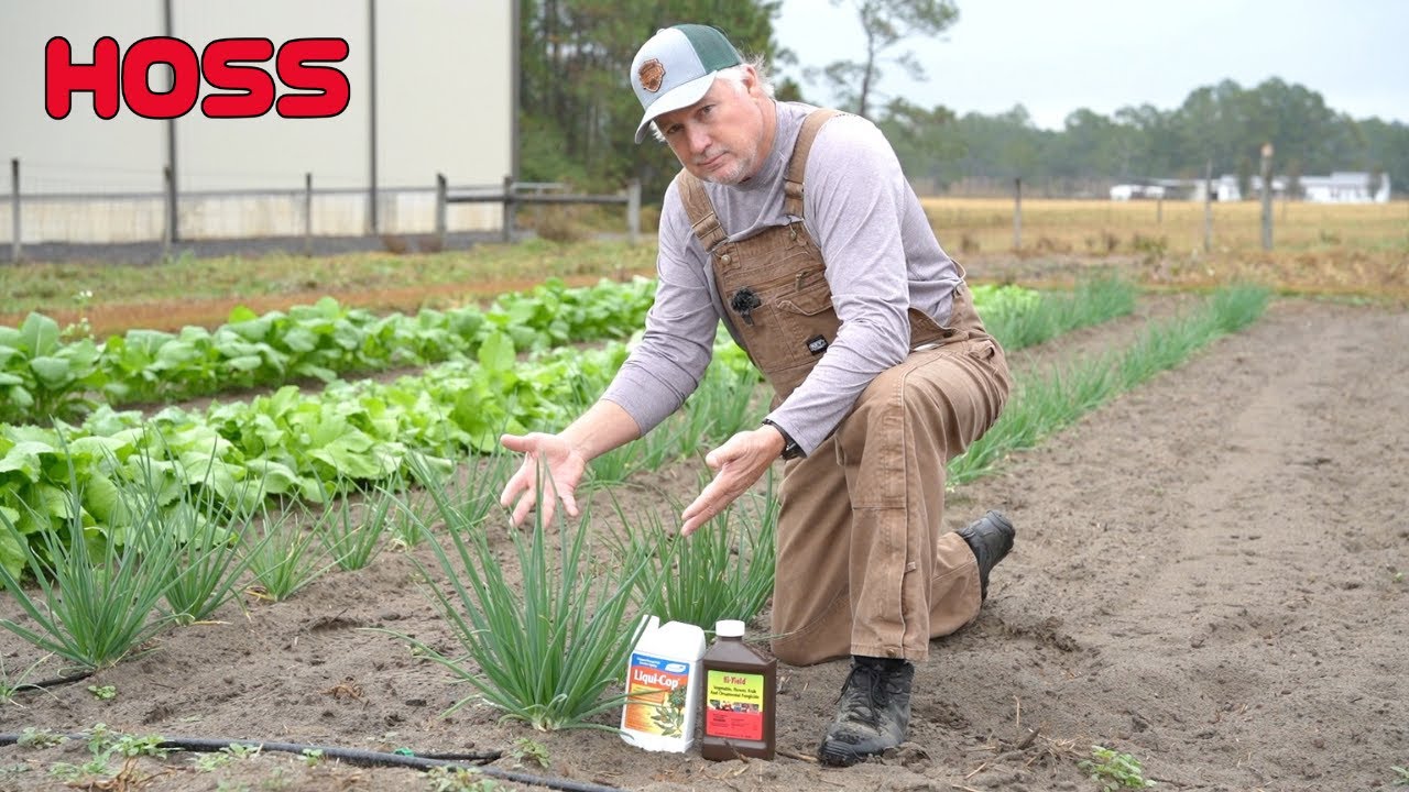 IMPORTANT GROWING TIPS FOR ONIONS!