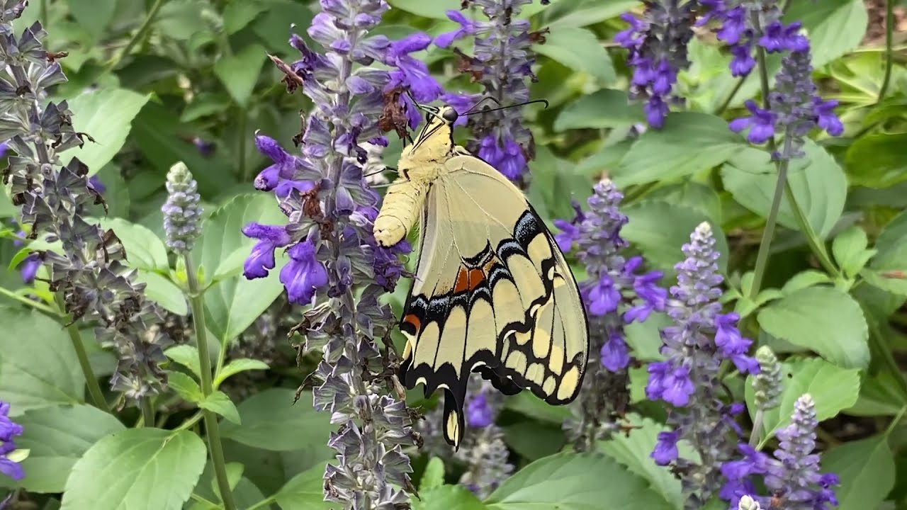 How to Raise Giant Swallowtail Butterflies on the Alabama Gulf Coast Zone 9a