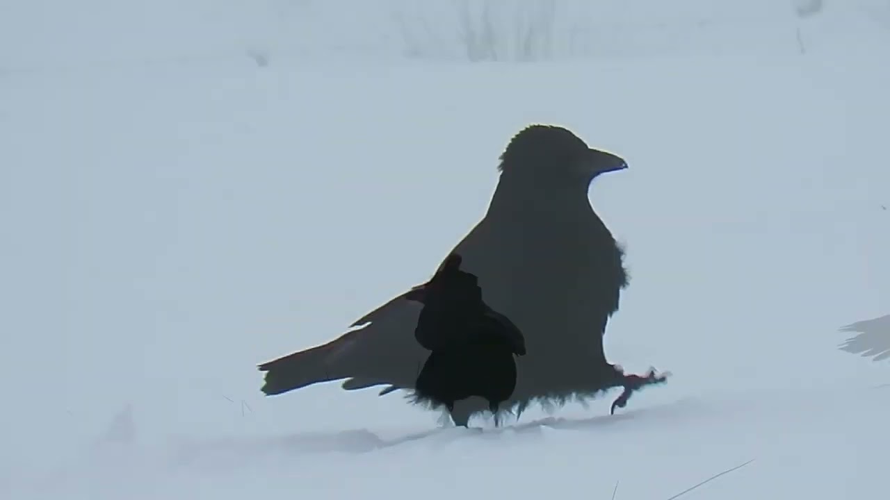 Vogels in de winter op zoek naar voedsel 