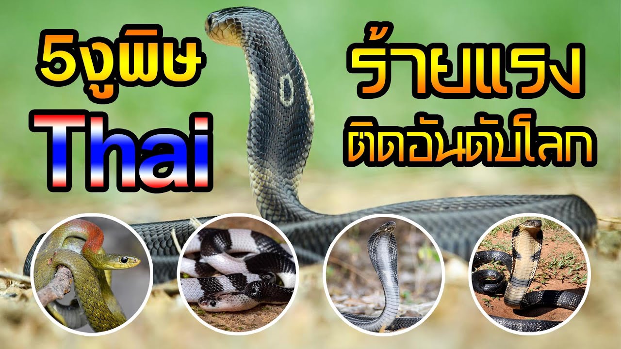 5 อันดับงูพิษไทย ร้ายแรงจนติดอันดับโลก