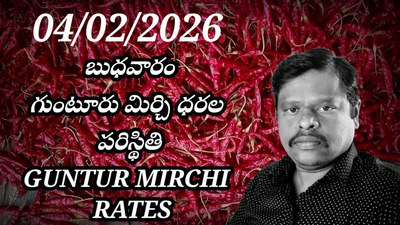 4 February 2026 GUNTUR MIRCHI MARKET RATES గుంటూరు మిర్చి మార్కెట్ ధరలు 