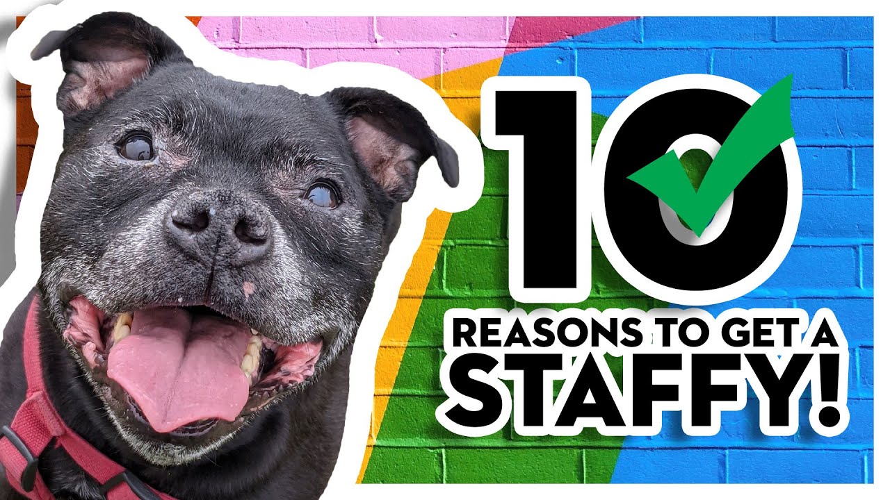 10 Reasons You SHOULD Get A Staffordshire Bull Terrier