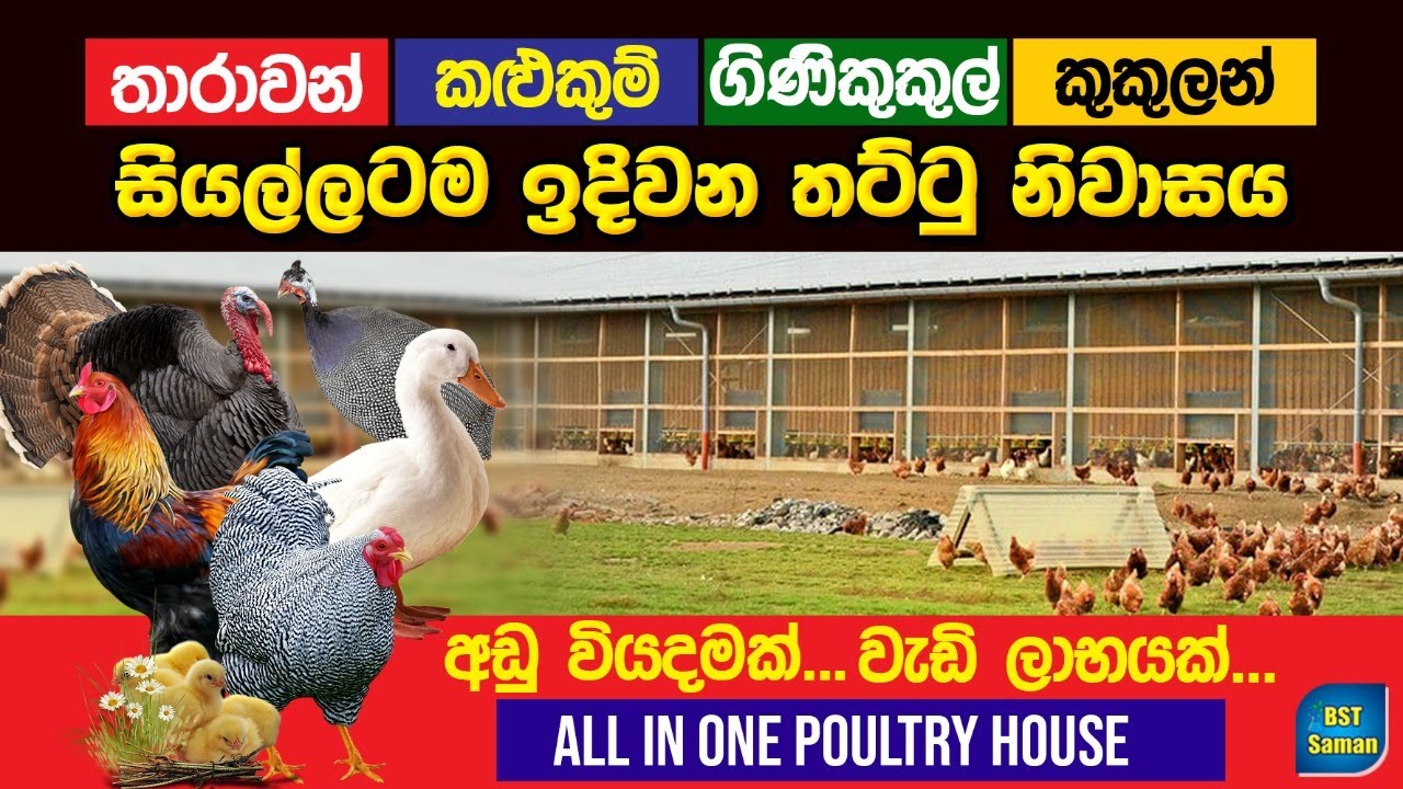කුකුළන්,කළුකුම්,ගිනිකුකුල් සහ තාරාවන් එකම තට්ටු නිවාස, Poultry House,BST Saman
