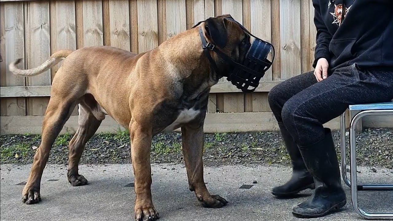 Muzzle Training - Freeshaping with a Boerboel