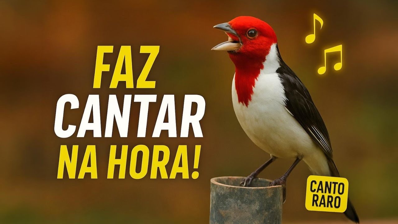 🔥 CANTO CERTO para FAZER seu GALO-DA-CAMPINA CANTAR MUITO! (Funciona na Hora!)