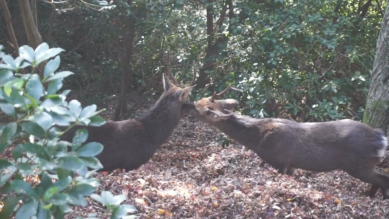 Miyajima Island. Deer