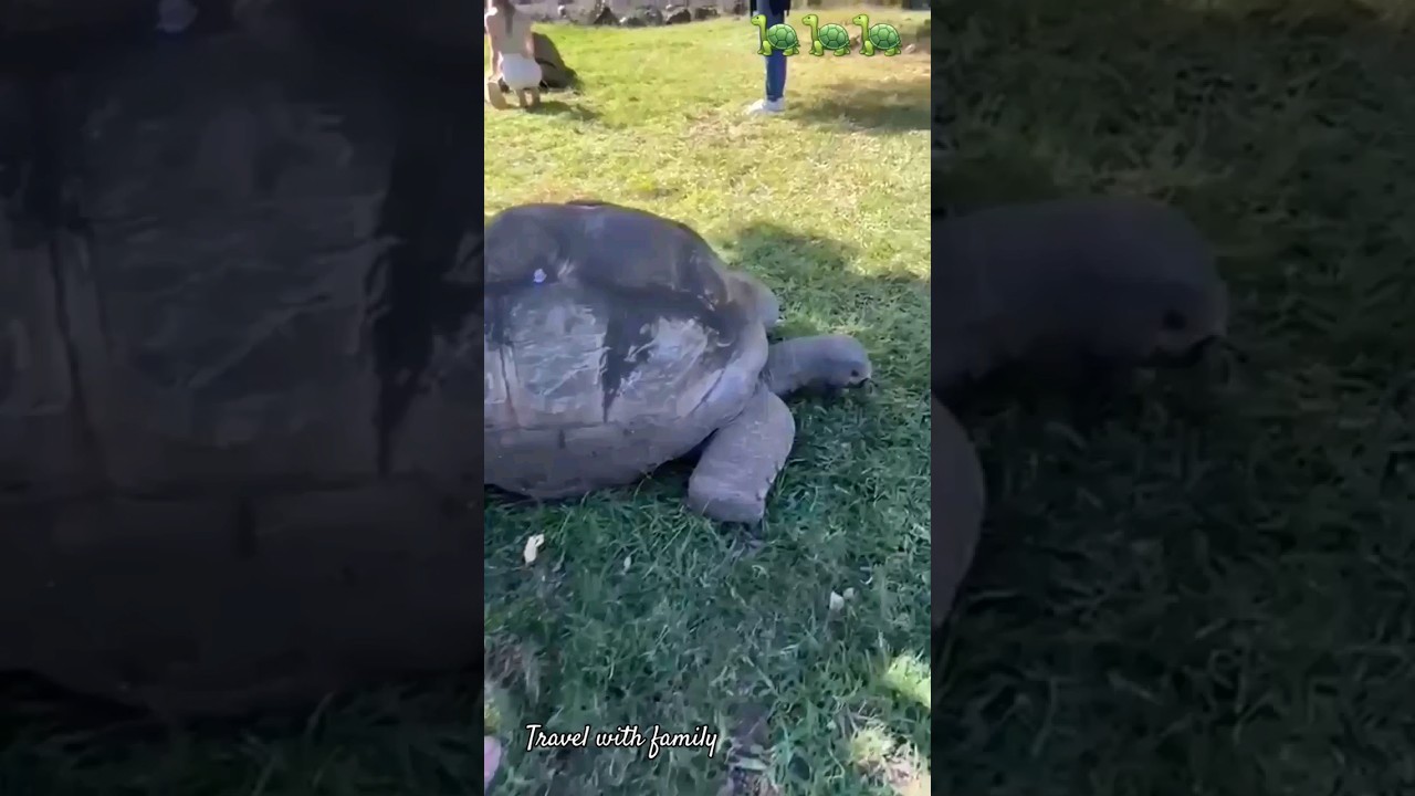Tortoise at casela Mauritius Island 🇲🇺