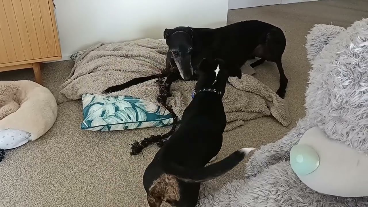 I want no toy but your one