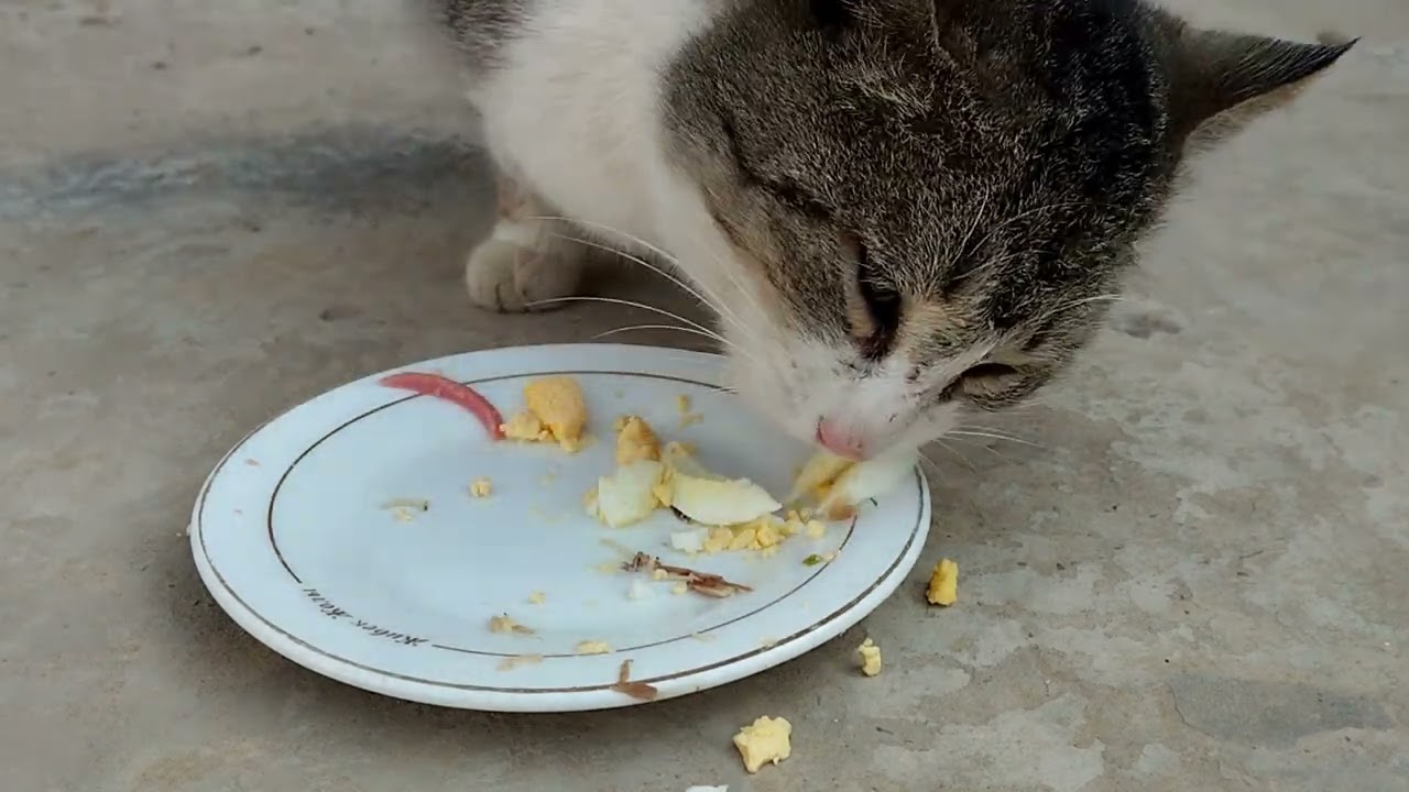 Cat is so happy