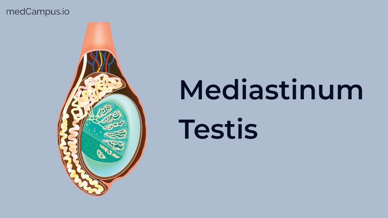 Mediastinum Testis