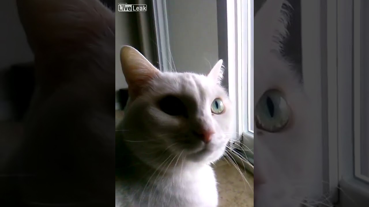Liveleak com   Cat VS  Hawk! | LIVEVN