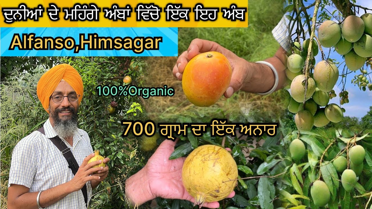 ਦੁਨੀਆਂ ਦੇ ਮਹਿੰਗੇ ਅੰਬਾਂ ਵਿੱਚੋ 🥭/ ਇੱਕ ਇਹ ਅੰਬ Alfanso,Himsagar/ 700 ਗ੍ਰਾਮ ਦਾ ਇੱਕ ਅਨਾਰ | #organicfood