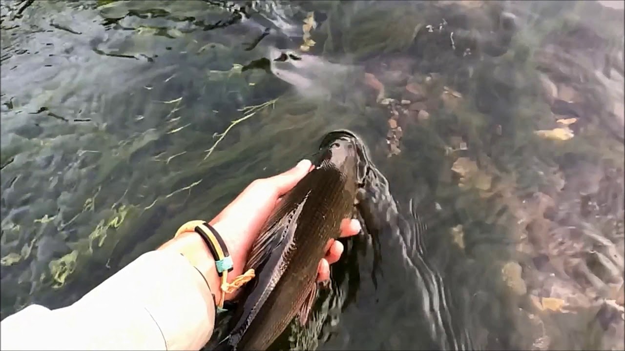 Bosnia 2019 Pliva/Ribnik Rivers Fly Fishing