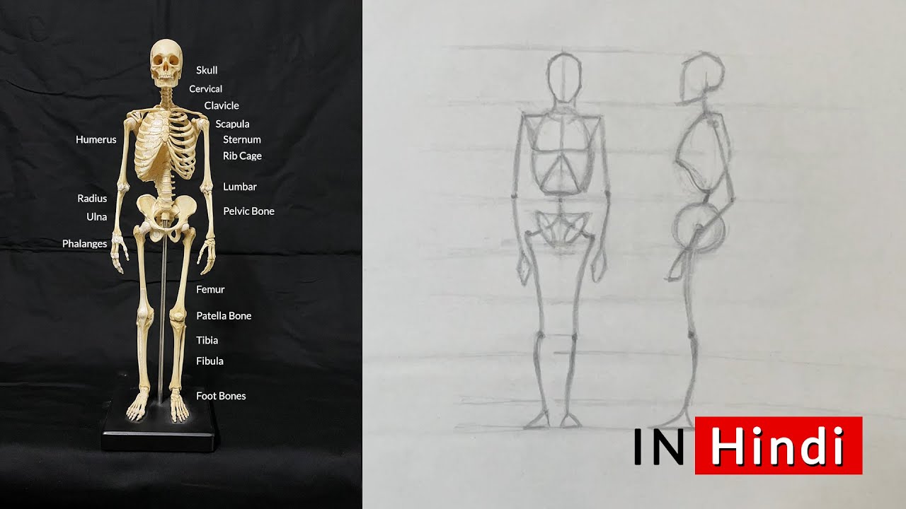 How to draw Figure using Loomis method | Stage 1 - Skeleton drawing