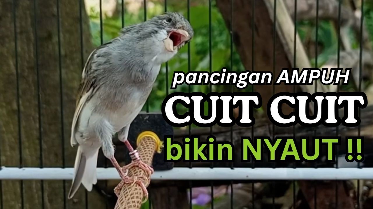 AMPUH! Suara Terapi Kenari Macet Bunyi - Cukup 15 Menit Langsung Nyaut & Ngeroll Panjang