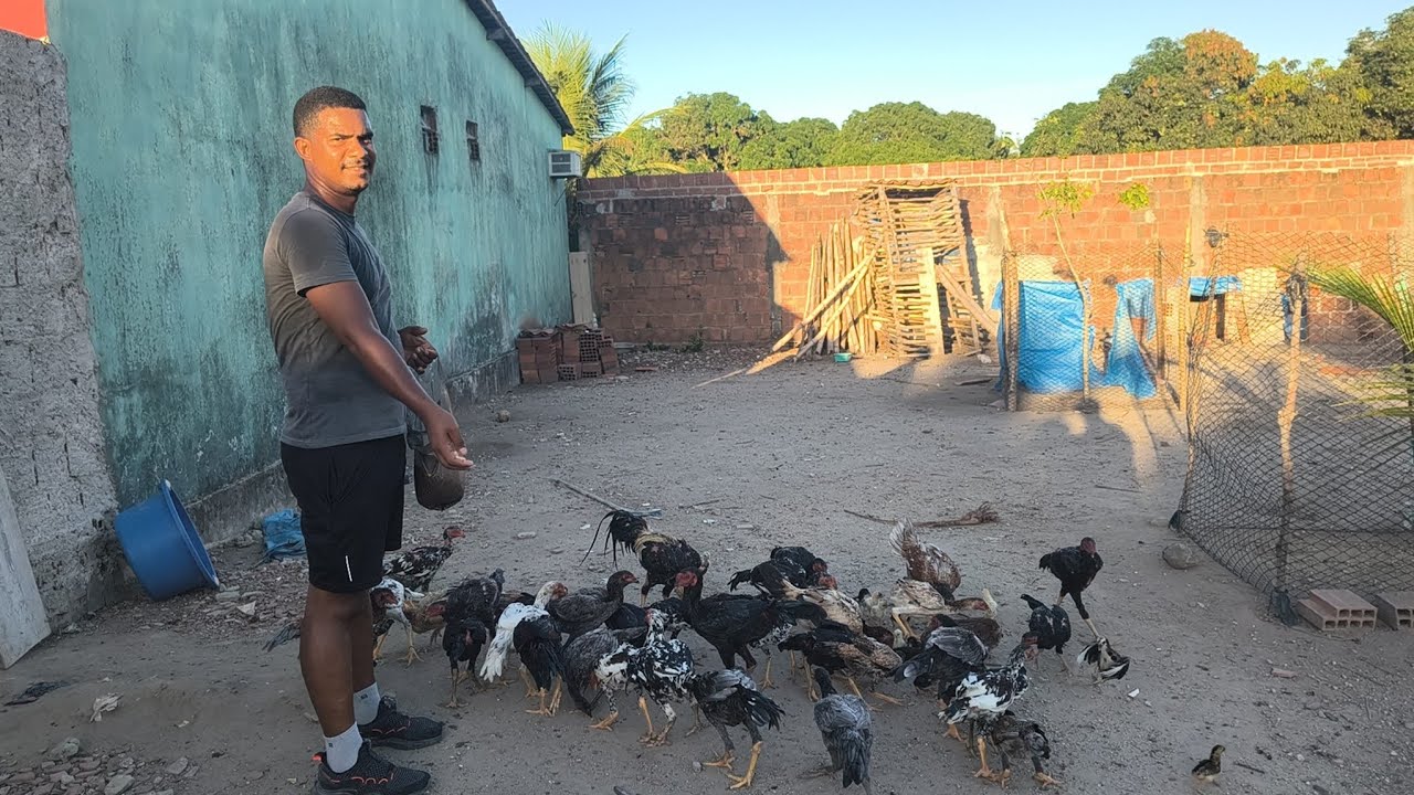 Coloquei milho pras aves e mostrei o bebedouro que construí.