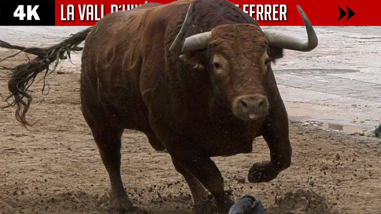 4K ▪ LA VALL D´UIXÓ ▪ Sant Vicent Ferrer ▶ Ganaderías YERBABUENA, VEGAHERMOSA y JANDILLA